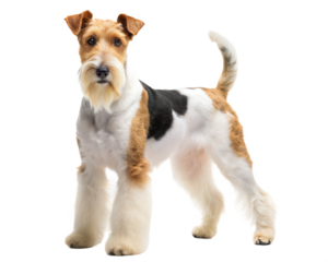 Fox terrier dog isolated on white background