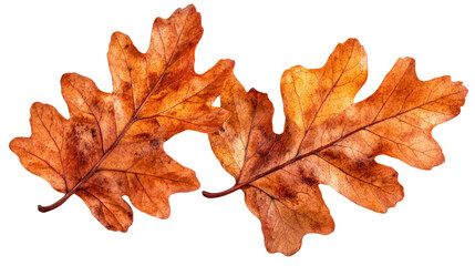 Fototapeta premium A vibrant red autumn maple leaf isolated on a white background, showcasing the rich colors of the fall season