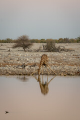 An adult giraffe spreading its legs to bend down and drink from a waterhole in Etosha National Park, Namibia