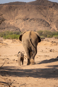 A mother and baby elephant walking side by side, away from the camera in the arid desert of Twyfelfontein, Namibia