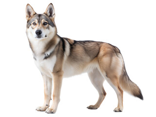 Tamaskan hybrid dog standing and looking at the camera. Isolared on a white background
