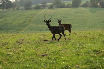 Rothirsch Rudel in der Herbstsonne