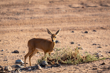 A small, alert steenbok stood in the desert looking at the camera in the Twfelfontein area of Namibia