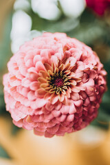 a beauty flower of incredible color and magical shape