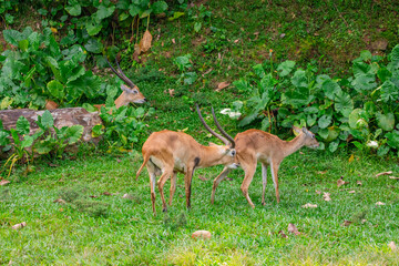 the male lechwe (Kobus leche) touches female's ass to check Estrous cycle. This behavior helps males determine whether a female is in the right stage of her estrous cycle for reproduction. 