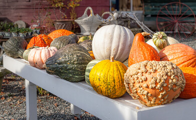 Pumpkins and squashes for halloween decoration on a white table