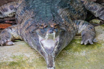 Obraz premium The false gharial is a freshwater crocodilian native to Malaysia, Borneo, Sumatra, and Java. It is dark reddish-brown above with dark brown or black spots and cross-bands on the back and tail.