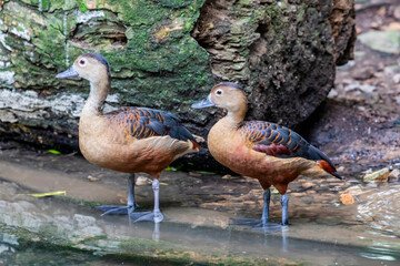 the Lesser whistling duck stands by the pond.
It is a species of whistling duck that breeds in the Indian subcontinent and Southeast Asia. 