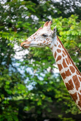 the closeup image of  reticulated giraffe. A tall African hoofed mammal belonging to the genus Giraffa. It is the tallest living terrestrial animal and the largest ruminant on Earth. 