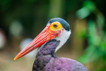 Storm's stork (Ciconia stormi) is a medium-sized stork species that occurs primarily in lowland tropical forests of Indonesia, Malaysia and southern Thailand. It is considered to be the rarest of all 