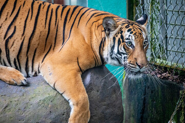 The  Malayan tiger (Panthera tigris jacksoni) in ZooNegara Malaysia.  
It is a tiger population in Peninsular Malaysia. This population inhabits the southern and central parts of the Malay Peninsula