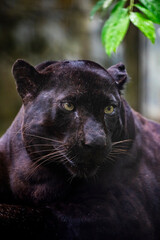 The Black Panther (Panthera pardus delacouri) It occurs in mainland Southeast Asia and southern China, and is listed as Critically Endangered. 