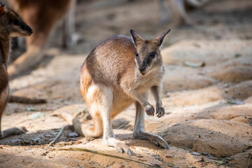 The agile wallaby (Notamacropus agilis) is a species of wallaby found in northern Australia and New Guinea. It is a sandy colour, becoming paler below. 