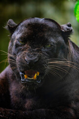 The Black Panther (Panthera pardus delacouri) It occurs in mainland Southeast Asia and southern China, and is listed as Critically Endangered. 