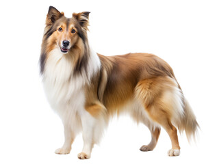 Fototapeta premium Collie Dog Isolated on White Background