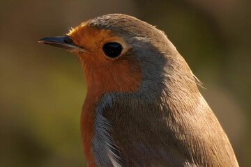 Close-up of a European robin against a blurred green background.
