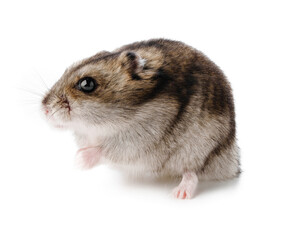 A small, fluffy gray and white hamster exploring its surroundings against a plain background