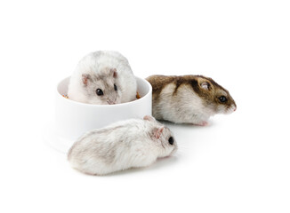 A curious hamster stands upright beside a clean white bowl in a minimalist indoor setting