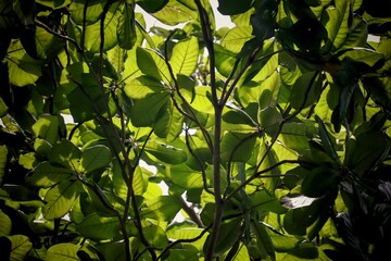 pattern of beautiful green leaves