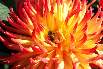 Dahlia
Flower
A genus of perennial herbaceous plants of the Asteraceae family with tuberous roots and large brightly colored flowers, the bee collects nectar.