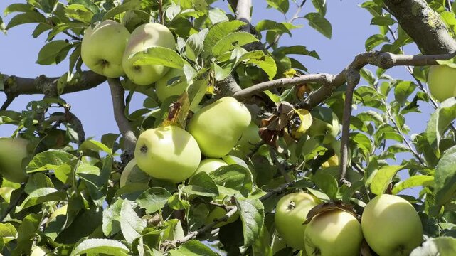 White winter bell apple, old apple varieties