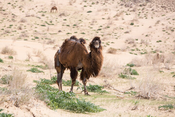 View of camels in the Kyzylkum desert