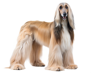 Afghan Hound Dog isolated on white background. 