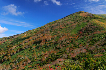 ダケカンバと笹の高山地帯　 平標山