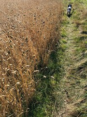 Dog walking near a crop of Canary Grass in a field in September