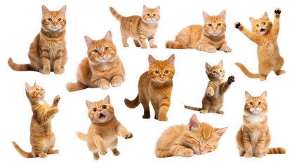 Fototapeta premium Cute orange cat png cut out set