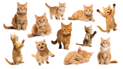 Cute orange cat png cut out set