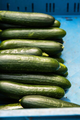 A fresh batch of green cucumbers in a blue crate displayed in a local farmers market or  grocery store. Vegetables for sale. Top view. Closeup.