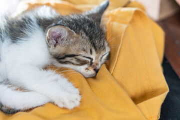 Sleeping Kitten on Yellow Cloth