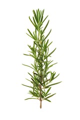 Naklejka premium A fresh sprig of rosemary on a clean white surface