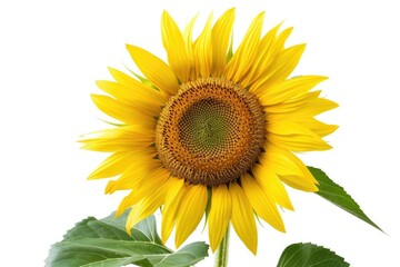 Fototapeta premium A bright yellow sunflower with green leaves growing on a pure white background, perfect for designs and illustrations