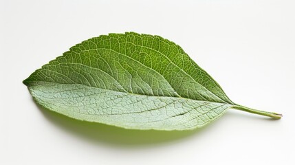 Obraz premium A detailed view of a single leaf on a white surface