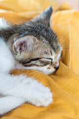 Sleeping Kitten on Yellow Cloth