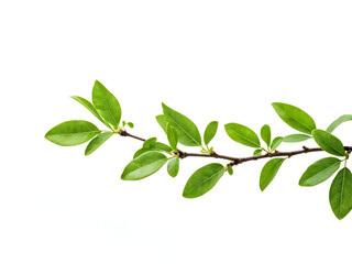 Fototapeta premium Green tree branch isolated white background with clipping path, full hd 