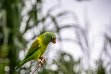 Green parrot in the jungle