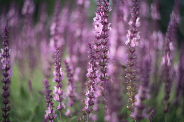 Lavender in full bloom, creating a soothing and fragrant atmosphere. The sharp detail of the flowers contrasts beautifully with the soft, out-of-focus background.