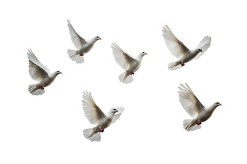 Obraz premium Graceful white doves flying. transparent background.