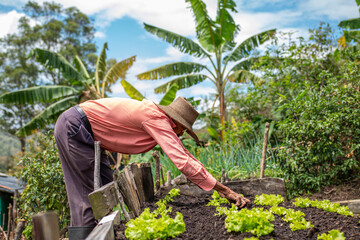 Humble Farmer Overseeing the Growth and Health of Organic Lettuce Crop in the Family Garden