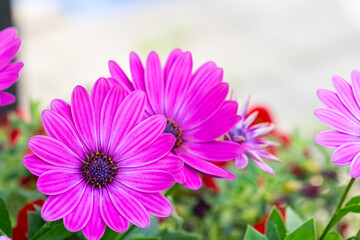 Pink-coloured Cape Marguerite (Osteospermum ecklonis) in the garden.