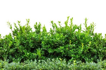 Obraz premium A close-up shot of a lush green leaf bush against a white background, perfect for highlighting nature or design elements