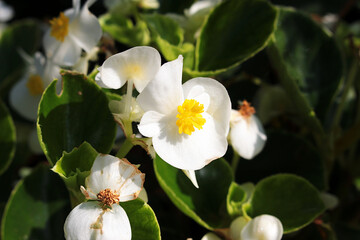 Begonia ever-blooming.

Begonia everblooming has leaves that are light green and round in shape. Flowers are red, pink or white. The plant blooms for almost a whole year.