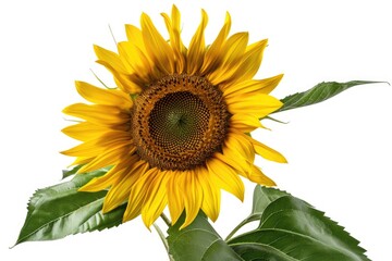 Naklejka premium A single yellow sunflower with green leaves on a white background, ideal for use in garden or nature-themed designs