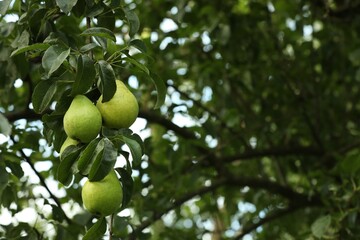 Ripe pears growing on tree in garden. Space for text