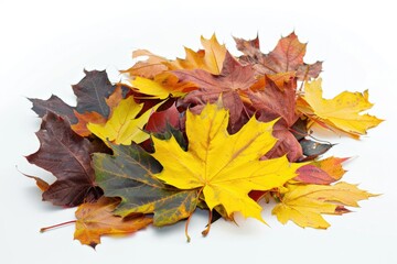 Fototapeta premium A collection of fallen autumn leaves on a clean white surface, ideal for use in nature-inspired designs and seasonal themes