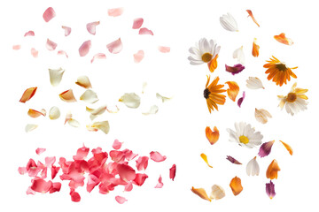 PNG falling flower petal element set, transparent background