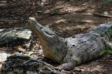 Close up crocodile is action show head in garden